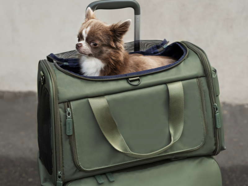 Which pet carrier should you choose to travel with your dog or cat? Complete 2026 guide